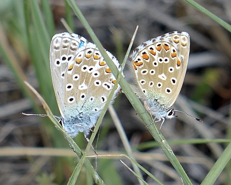adonis blue